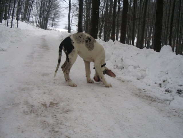 Nemska doga - foto