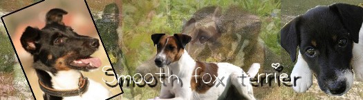 My love- S. fox terrier <3 ^^