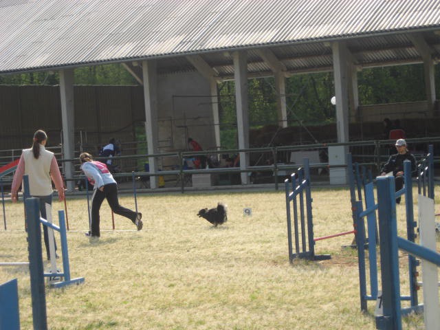 Agility tekma Gornja Radgona-26.4.2008 - foto