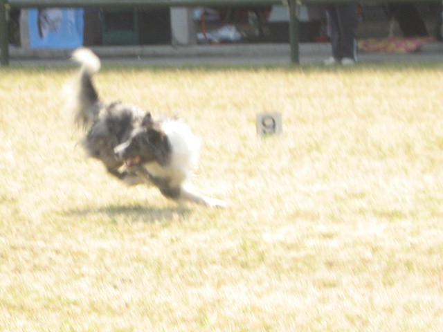 Agility tekma Gornja Radgona-26.4.2008 - foto povečava