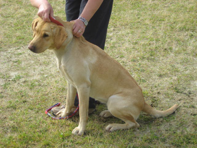 Agility tekma Gornja Radgona-26.4.2008 - foto