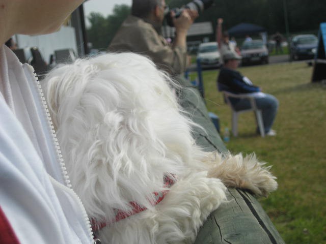 Agility tekma Gornja Radgona-26.4.2008 - foto povečava