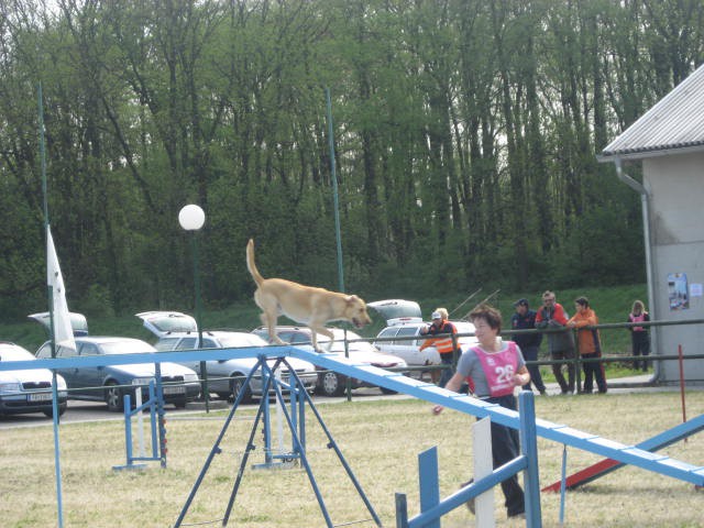 Agility tekma Gornja Radgona-26.4.2008 - foto povečava