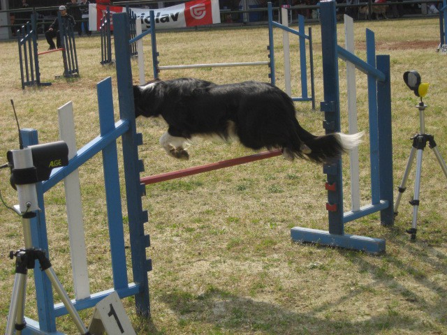 Agility tekma Gornja Radgona-26.4.2008 - foto