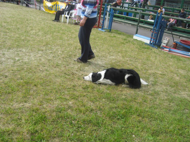 Agility tekma Gornja Radgona-26.4.2008 - foto povečava