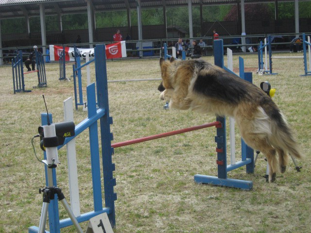 Agility tekma Gornja Radgona-26.4.2008 - foto