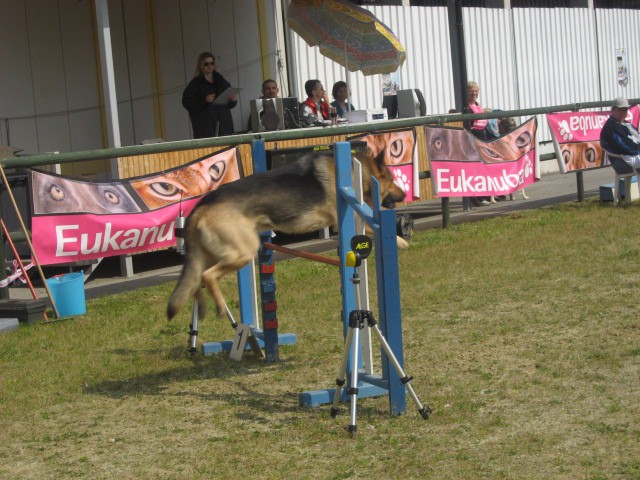 Agility tekma Gornja Radgona-26.4.2008 - foto povečava