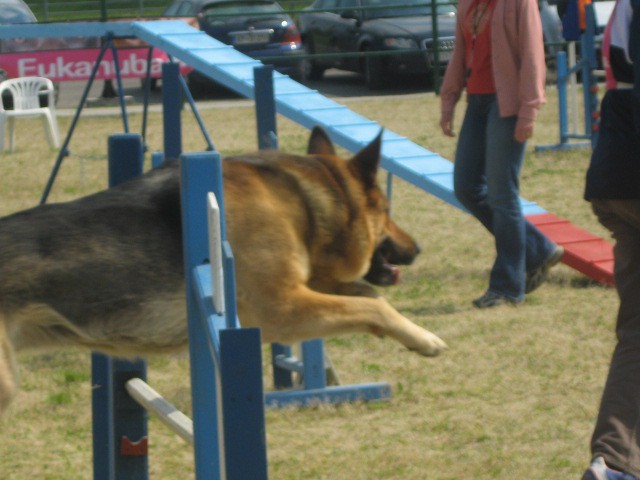 Agility tekma Gornja Radgona-26.4.2008 - foto povečava