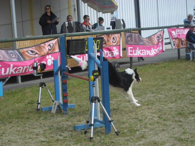 Agility tekma Gornja Radgona-26.4.2008 - foto