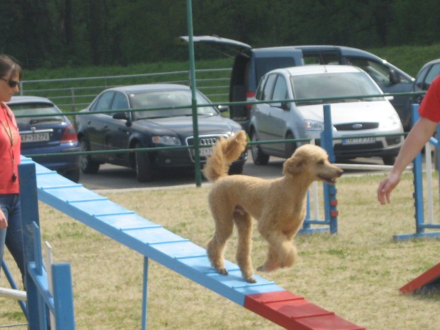 Agility tekma Gornja Radgona-26.4.2008 - foto povečava