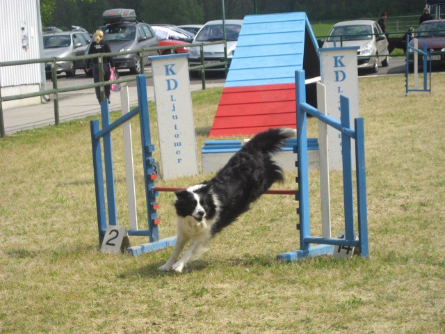 Agility tekma Gornja Radgona-26.4.2008 - foto