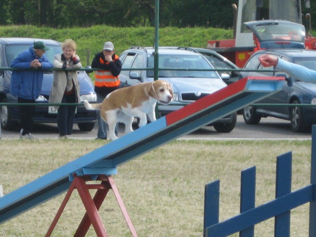 Agility tekma Gornja Radgona-26.4.2008 - foto