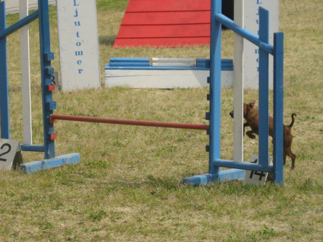 Agility tekma Gornja Radgona-26.4.2008 - foto