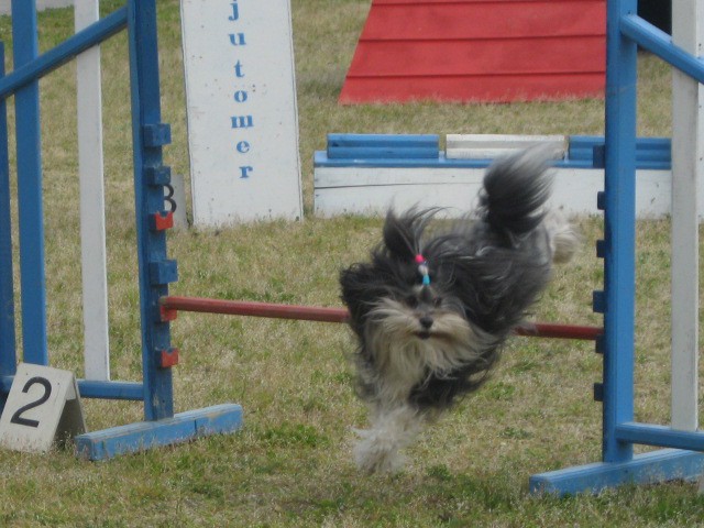 Agility tekma Gornja Radgona-26.4.2008 - foto