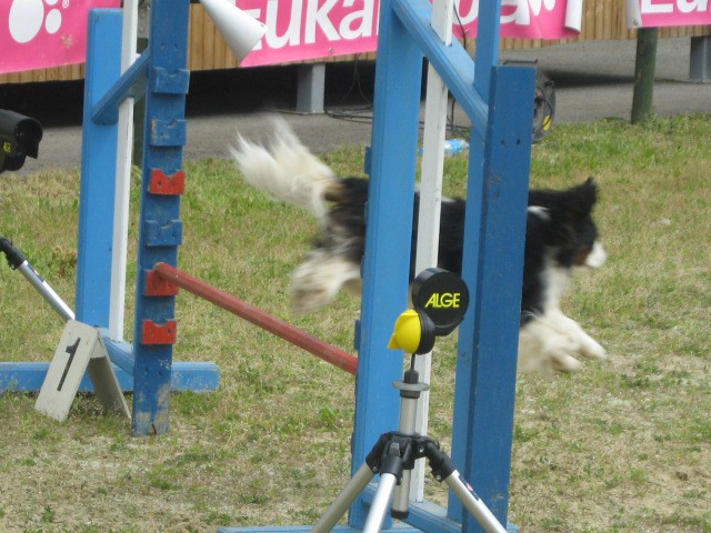 Agility tekma Gornja Radgona-26.4.2008 - foto povečava