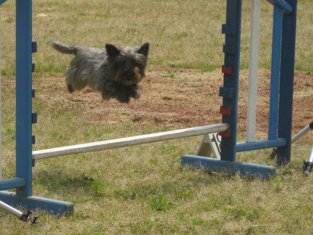 Agility tekma Gornja Radgona-26.4.2008 - foto