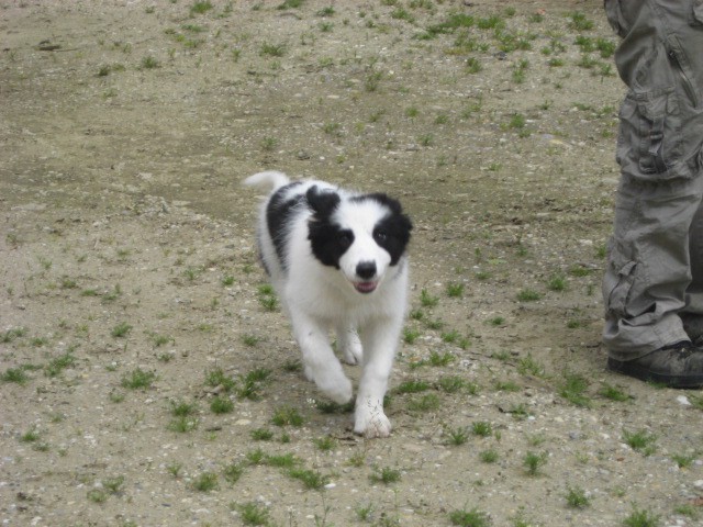 Agility tekma Gornja Radgona-26.4.2008 - foto povečava