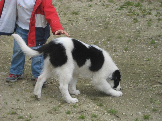 Agility tekma Gornja Radgona-26.4.2008 - foto povečava