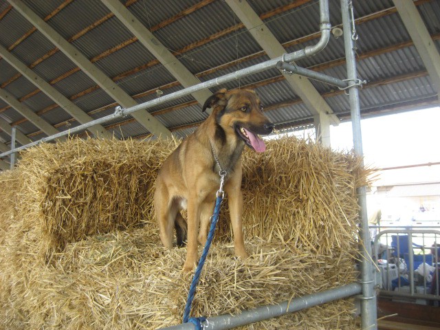 Agility tekma Gornja Radgona-26.4.2008 - foto povečava