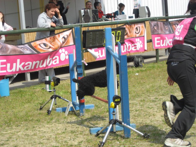 Agility tekma Gornja Radgona-26.4.2008 - foto povečava