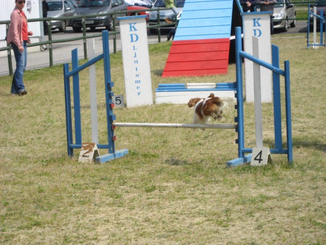 Agility tekma Gornja Radgona-26.4.2008 - foto