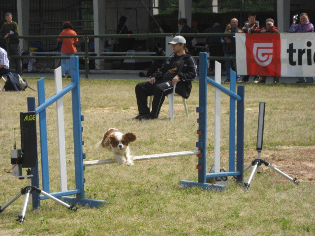 Agility tekma Gornja Radgona-26.4.2008 - foto