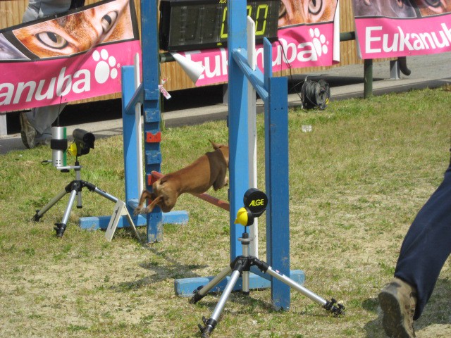 Agility tekma Gornja Radgona-26.4.2008 - foto