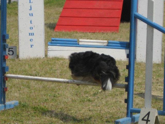 Agility tekma Gornja Radgona-26.4.2008 - foto