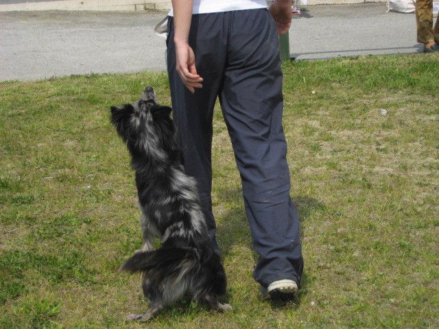 Agility tekma Gornja Radgona-26.4.2008 - foto