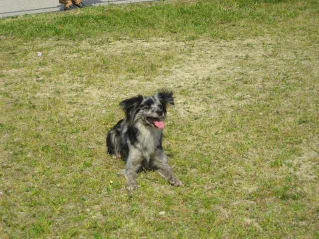 Agility tekma Gornja Radgona-26.4.2008 - foto povečava