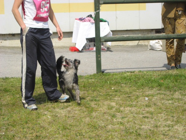 Agility tekma Gornja Radgona-26.4.2008 - foto