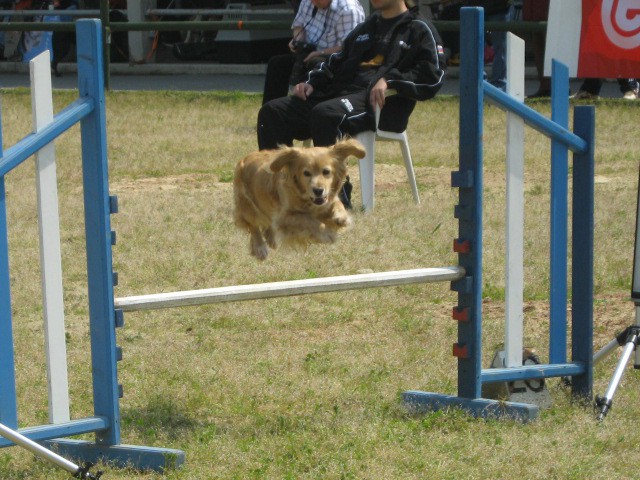 Agility tekma Gornja Radgona-26.4.2008 - foto