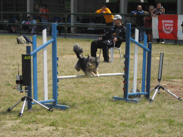 Agility tekma Gornja Radgona-26.4.2008 - foto