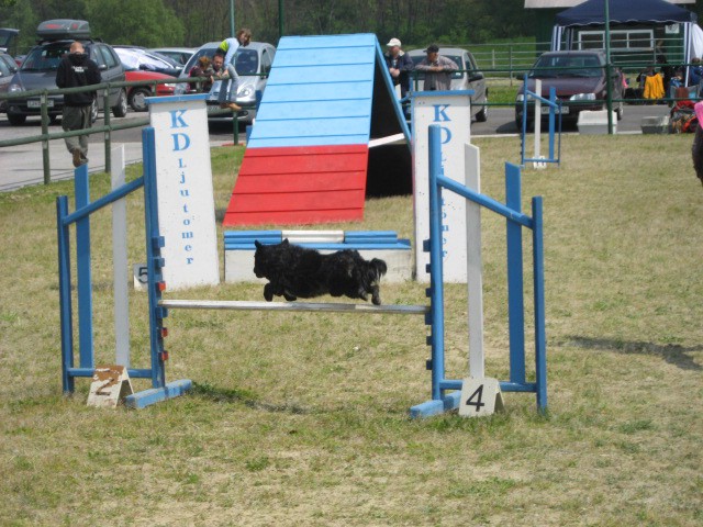 Agility tekma Gornja Radgona-26.4.2008 - foto