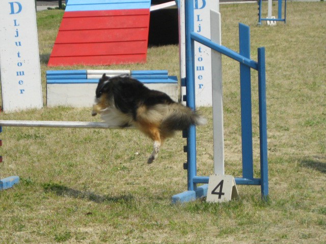 Agility tekma Gornja Radgona-26.4.2008 - foto