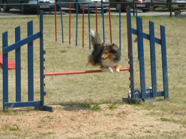 Agility tekma Gornja Radgona-26.4.2008 - foto