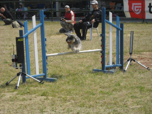 Agility tekma Gornja Radgona-26.4.2008 - foto povečava