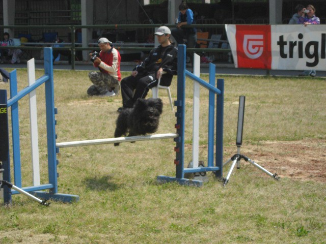 Agility tekma Gornja Radgona-26.4.2008 - foto povečava