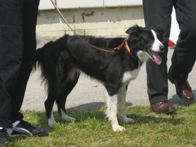 Agility tekma Gornja Radgona-26.4.2008 - foto