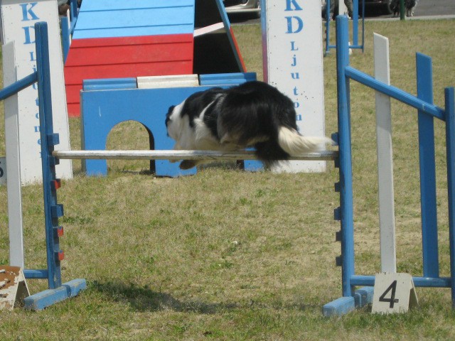 Agility tekma Gornja Radgona-26.4.2008 - foto