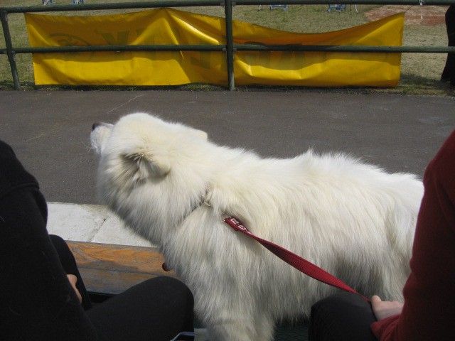 Agility tekma Gornja Radgona-26.4.2008 - foto