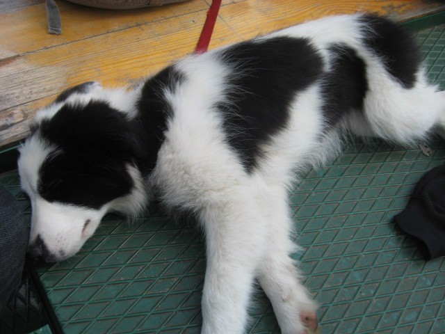 Agility tekma Gornja Radgona-26.4.2008 - foto povečava