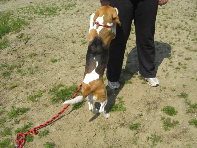 Agility tekma Gornja Radgona-26.4.2008 - foto