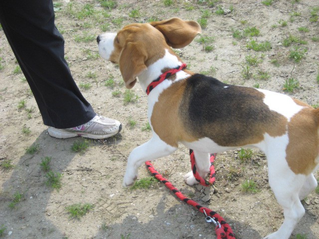 Agility tekma Gornja Radgona-26.4.2008 - foto