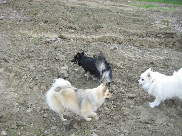 Agility tekma Gornja Radgona-26.4.2008 - foto