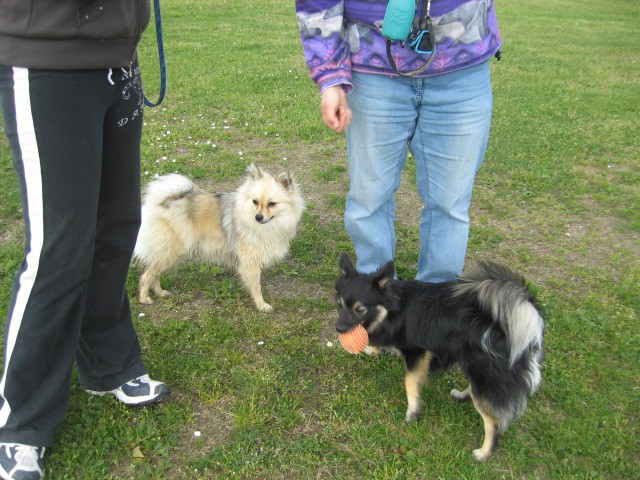 Agility tekma Gornja Radgona-26.4.2008 - foto