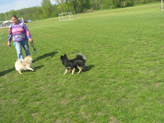 Agility tekma Gornja Radgona-26.4.2008 - foto