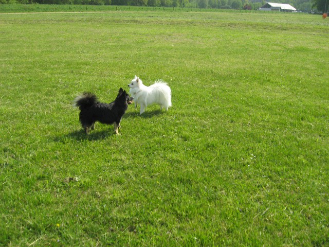 Agility tekma Gornja Radgona-26.4.2008 - foto