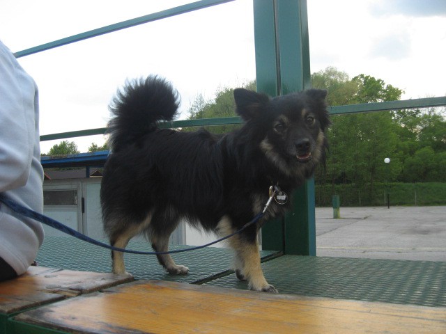 Agility tekma Gornja Radgona-26.4.2008 - foto povečava