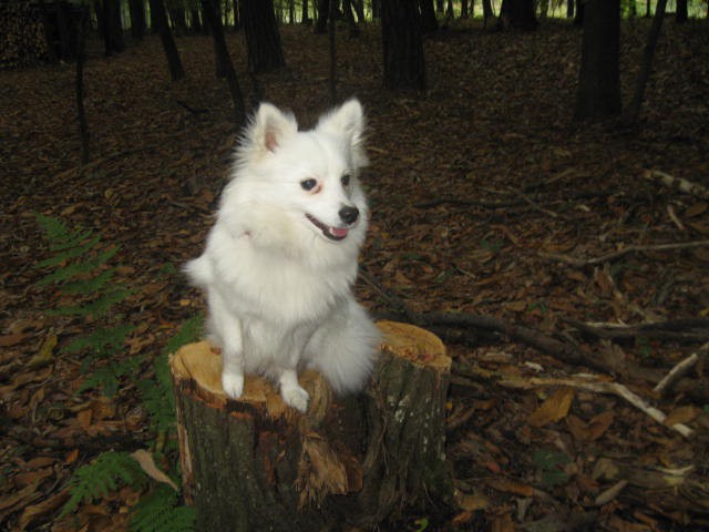 V gozdu - foto povečava